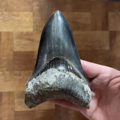メガロドンの歯 化石 ジェムグレード 超希少カラー パワーストーン 鉱物 宝石 メガロドンの歯 化石 ジェムグレード 超希少カラー パワーストーン