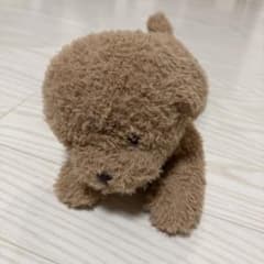 gelato pique トイプードル ぬいぐるみのサムネイル