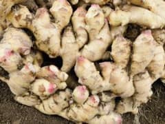 宮崎県産 新生姜1kgのサムネイル