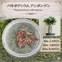 種子50粒パキポディウムアンボンゲンPachypodium ambongense 種子10粒」パキポディウムアンボンゲン - メルカリ