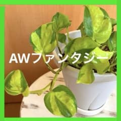 超希少！ポトス AWファンタジー カット苗 - メルカリ