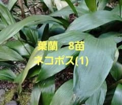 葉蘭　8苗　ネコポスのサムネイル