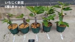 64 いちじく苗木（新苗）5種5本セット - メルカリ