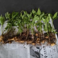 芽出し菊芋10＋α大きさ色々 ネコポスいっぱい 即日配送 - メルカリ