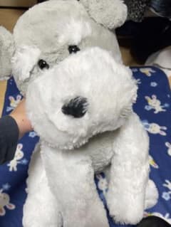 くったりシュナウザー ナチュラルのサムネイル