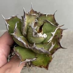 アガベ チタノタノーネームのサムネイル