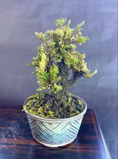 岩松 イワヒバ 樹齢約20年 以上 錦秀 風格ある古小株の逸品！ - メルカリ