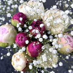 大玉❗️⑮生花　芍薬　八重咲き3MIX 霞草　15本　切り花　アレンジ　大輪品種のサムネイル