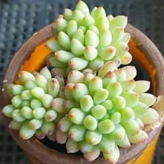 ☆花火☆22☆抜き苗☆セダム☆多肉☆多肉植物☆寄せ植え☆ - メルカリ