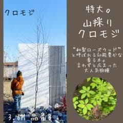 特大。山採りクロモジ3.6M(鉢底から) - メルカリ