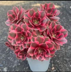 アエオニウム 赤袖先③⭐️お買い得 厳選‼️美苗‼️アエオニウム ピンク魔女法師錦 女妖 カット苗 2カット