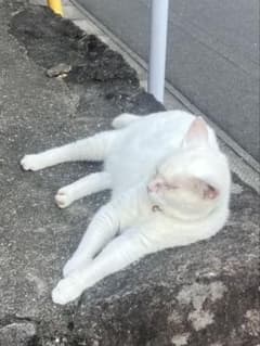 R様専用ピーちゃんの思い出のサムネイル