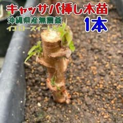 キャッサバ挿し木苗 1本 沖縄県産無農薬栽培 - メルカリ
