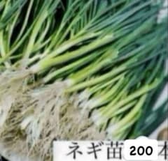 福岡県産ネギ苗 200本 - メルカリ