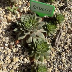 sempervivum Spitzoliv ランナー3cm苗のサムネイル