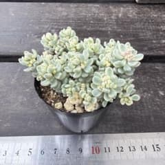 アイシクルミント　②のサムネイル