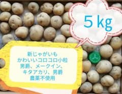 新じゃがいも ５㎏ 男爵 メークイン キタアカリ デストロイヤー 小粒 SSうのサムネイル