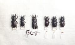 オニクワガタ類　標本 まとめ売りのサムネイル