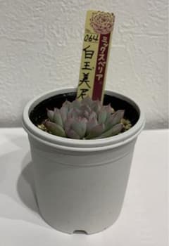 おらいさん苗　064白玉美尼　札つき　鉢ごと おらいさん苗 064白玉美尼 札つき 鉢ごと - メルカリ