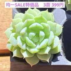 ꕤ 静夜 3苗 ꕤ 多肉植物 ꕤ 韓国苗 ꕤレア ꕤ - メルカリ