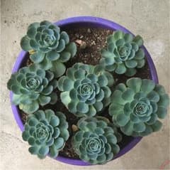 モリモリ多肉植物七福神大2個→1550円♡のサムネイル