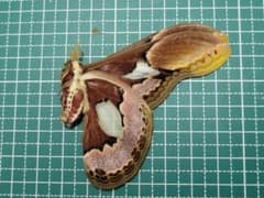 ブラジルのロスチャイルドヤママユ︎︎ ♀ 蝶標本 蛾標本 昆虫標本 蛾標本。フレンチギアナのロスチャイルドヤママユ - メルカリ