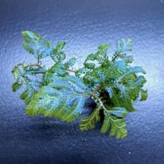 Selaginella sp. Sarawak 青紫タイプ　セラギネラのサムネイル