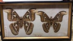 ヨナグニ蛾雄　標本　額付き ヨナグニ蛾雄 標本 額付き <0729z蝶標本>