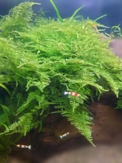 ◇南米ウィローモス 15g 【無農薬・無スネール】 - メルカリ