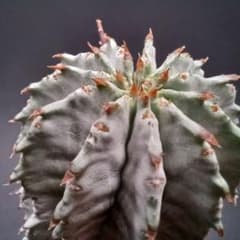 ユーフォルビア ホリダ 宇田ゼブラ/珍奇植物/観葉植物/多肉植物 - メルカリ