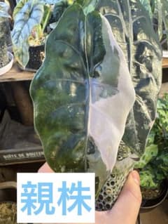 アロカシア シャントリエ ピンク斑入り 芋1つ - メルカリ