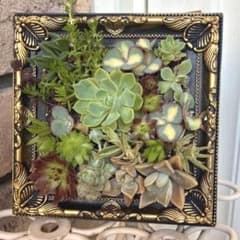 多肉植物 寄せ植え アンティーク調額縁アレンジメントのサムネイル