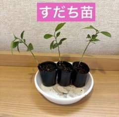 すだち苗 4cmボット入り1株 - メルカリ