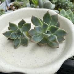 多肉植物⁂ピンクプリティ×プロリフィカ⁂カット苗 - メルカリ