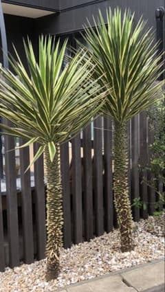 D*N様 【特大切り株】ユッカ アロイフォリア バリエガータ