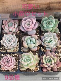 多肉植物 可愛い♡小苗セット①(1苗プレゼント中) - メルカリ