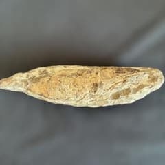 古代魚の化石 約20cm 保存状態良好 - メルカリ
