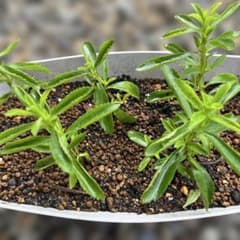 ステビア苗　5本セットのサムネイル