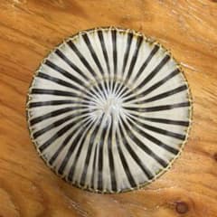 六寸皿(18.5cm)焼き物 民藝のサムネイル