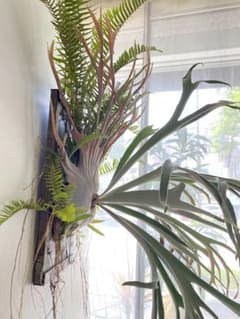 量多め】P.veitchii spore 胞子培養株 monster - メルカリ