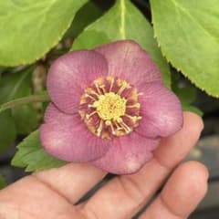 クリスマスローズ 株分け - メルカリ