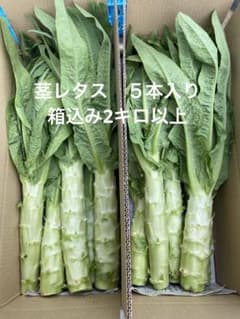 茎レタス　５本入り　箱込み2キロ以上　残2のサムネイル