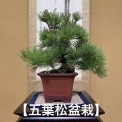 五葉松盆栽 【那須五葉】ミニ盆栽 小品盆栽 鉢【落款あり】金慶堂造 五葉松盆栽 【那須五葉】ミニ盆栽 小品盆栽 鉢【落款あり】金慶堂造