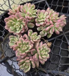 多肉植物 ジョイスタロック錦 群衆株3苗 発根済 セダム 錦 斑入り