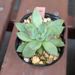 先姫　優木園　多肉植物のサムネイル
