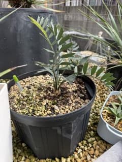 葉性良】エンセファラルトス・ホリダス｜横張り強・シャープ葉・有望株