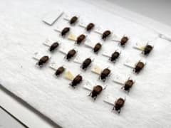 まとめて取引ok マグソクワガタ　昆虫標本セット まとめ売りのサムネイル