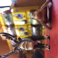 シャクレルプラネットのサムネイル