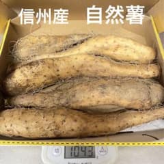 長野県産 短形 自然薯 約1kg（箱込み）のサムネイル