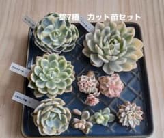 38 多肉植物 錦7種類 カット苗セット - メルカリ
